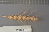 Click for 1 image(s) for this accession. Spike